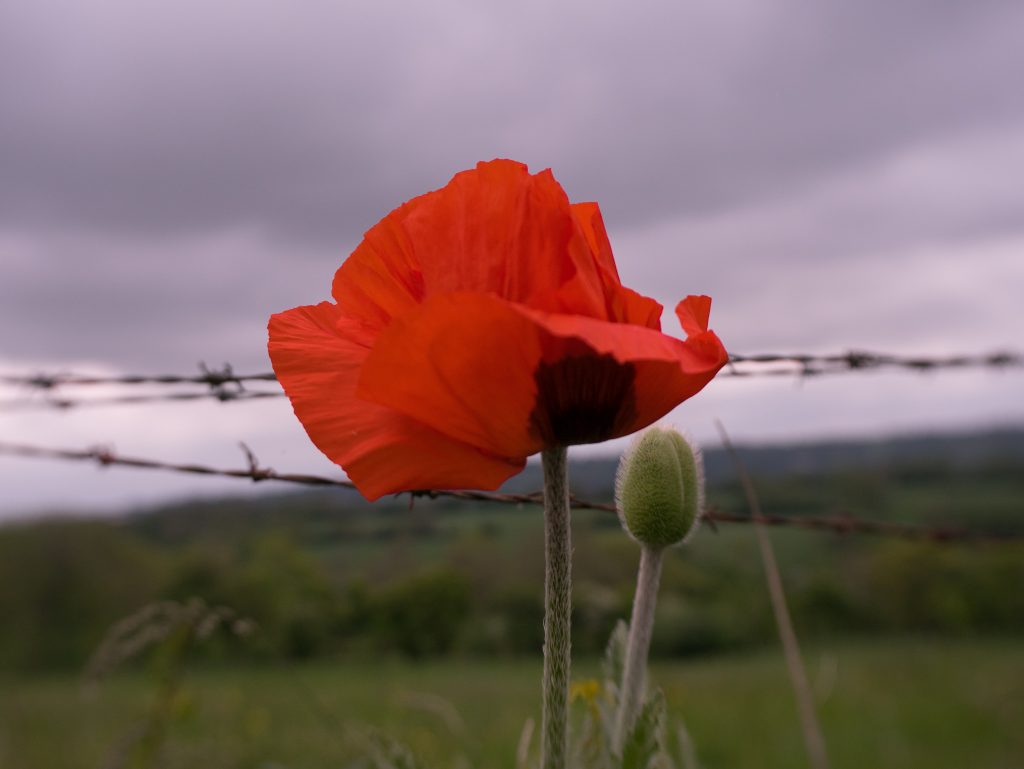 poppy for a poem about war