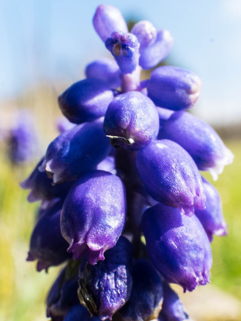 Grape Hyacinth macro