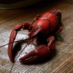 Fresh Crayfish