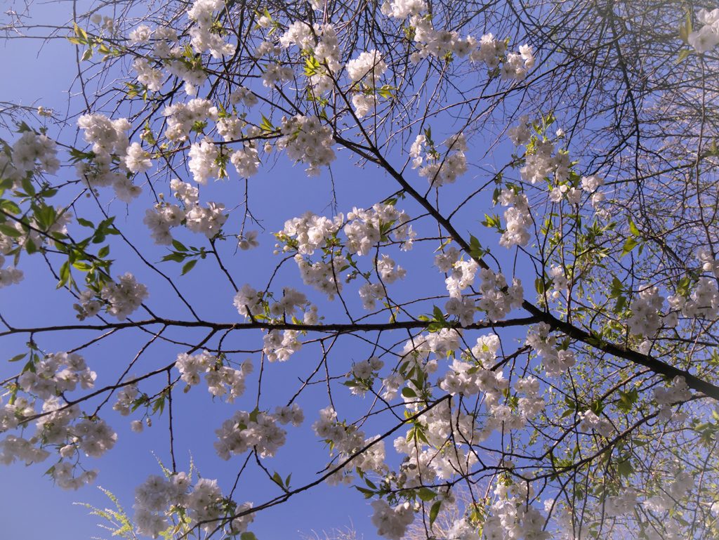 Photo of blossom