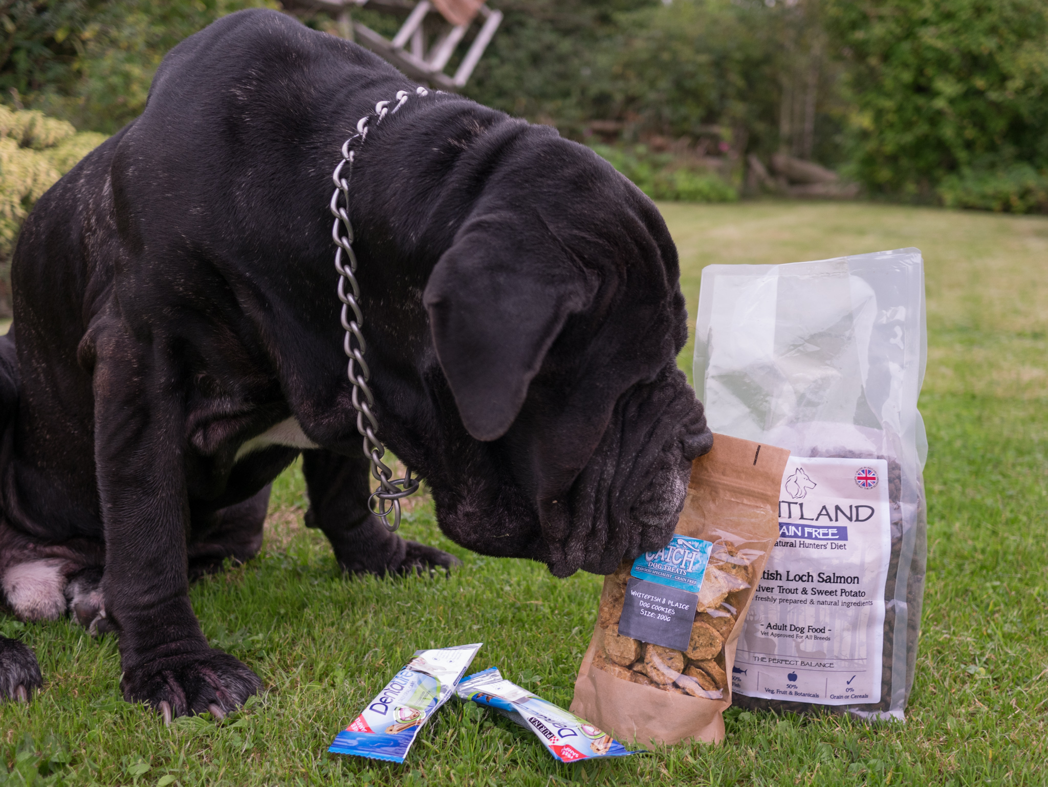 mail order dog food review