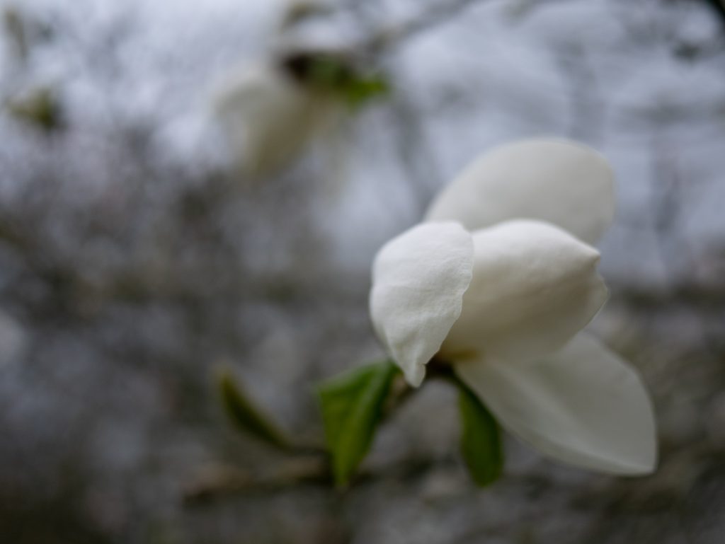 Magnolia flower bud for silence poem