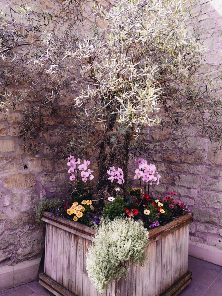 Plant pots at Milsom Place, Bath