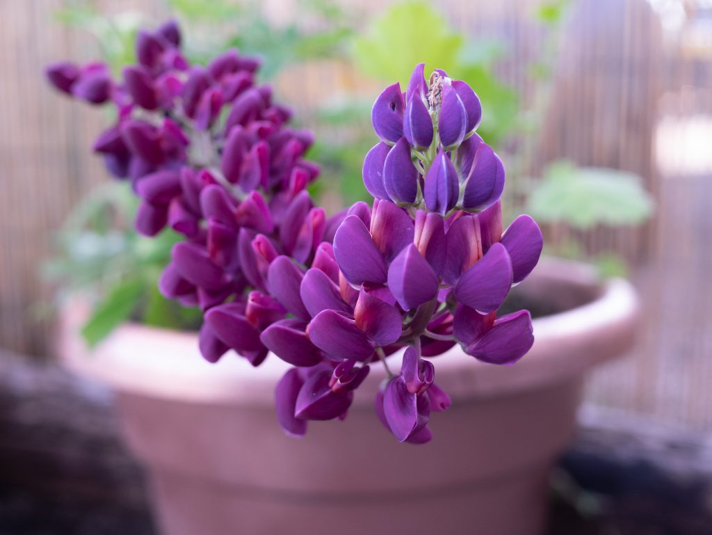 Lupins for patio plant pots