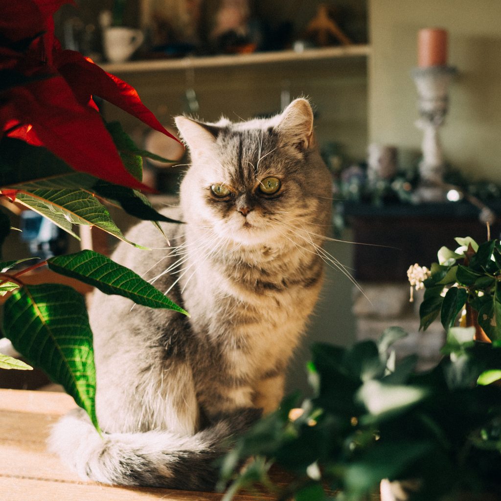Cute Persian cat at Christmas - Vlogmas 