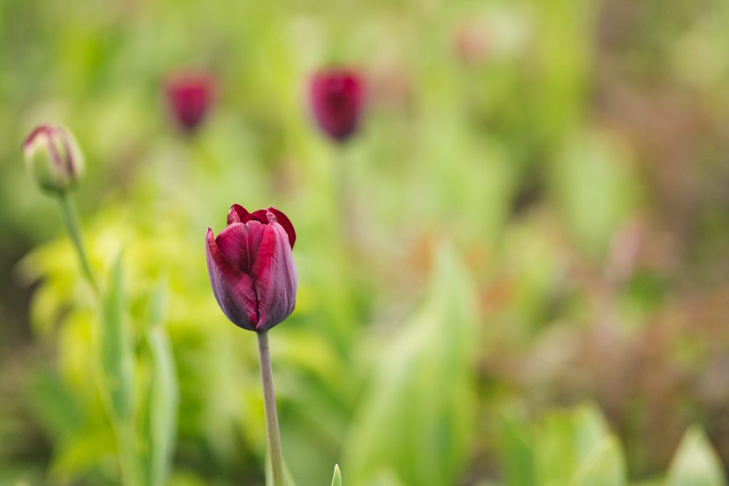 Tulips at the Courts Garden near Bradford on Avon