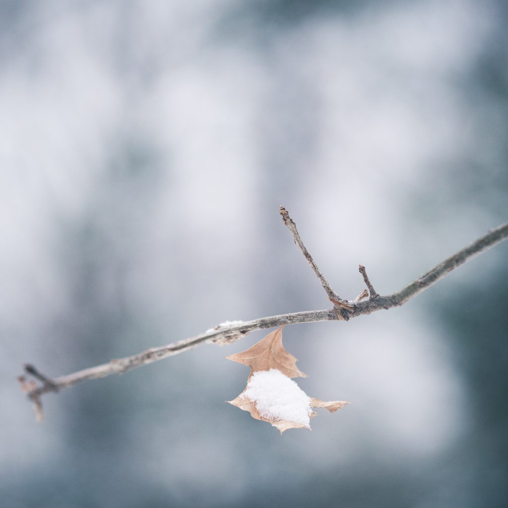 Snowy oak leaf
